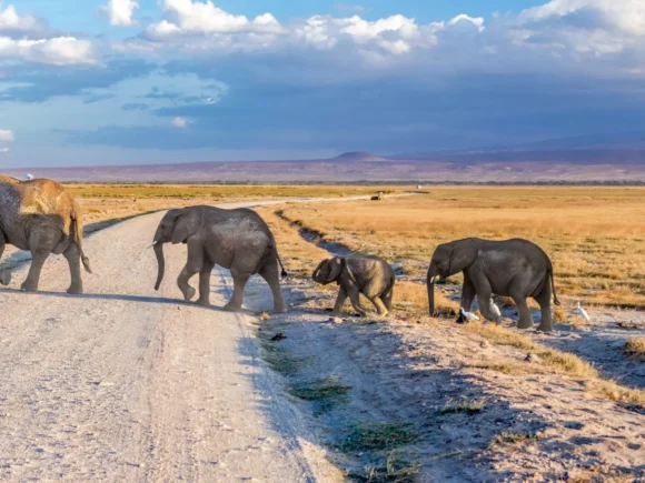 Top 5 Tips for Booking Your Tanzanian Safari