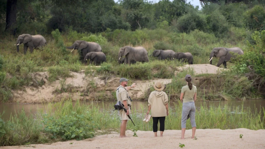 Top 7 Things to See and Do on a Safari with I Artist Adventure in Tanzania