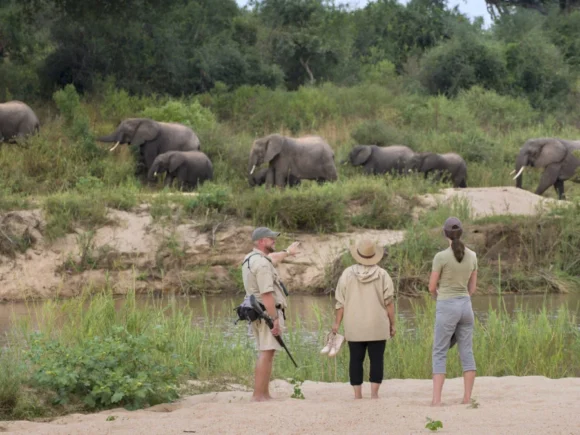 Top 7 Things to See and Do on a Safari with I Artist Adventure in Tanzania
