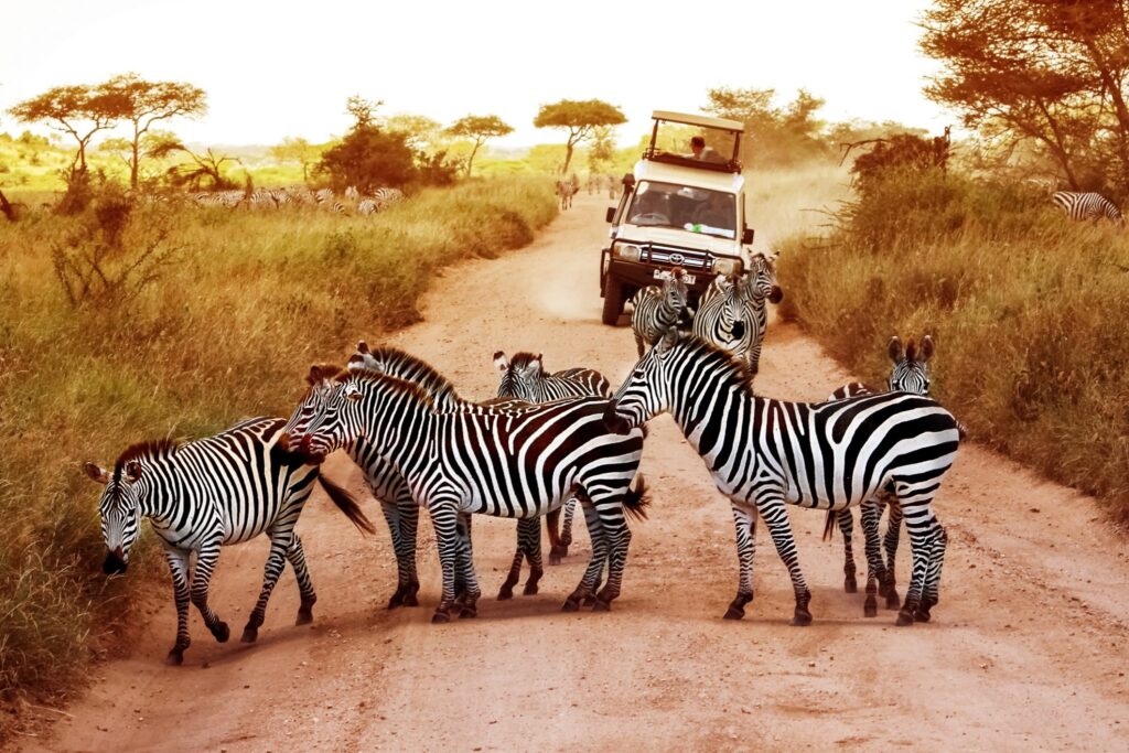 What to Expect on a Safari with I Artist Adventure