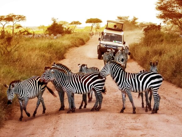 What to Expect on a Safari with I Artist Adventure