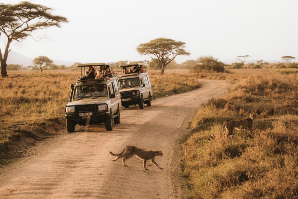 What to See and Do on a Tanzanian Safari with I Artist Adventure