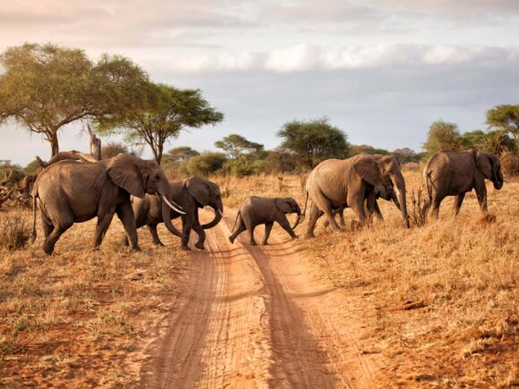 Where and How to Have Ethical Animal Encounters in Tanzania with I Artist Adventure