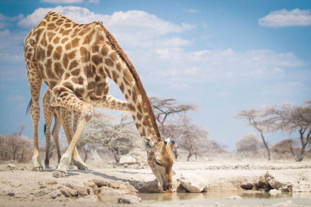 Where to Go in Africa to See Giraffes