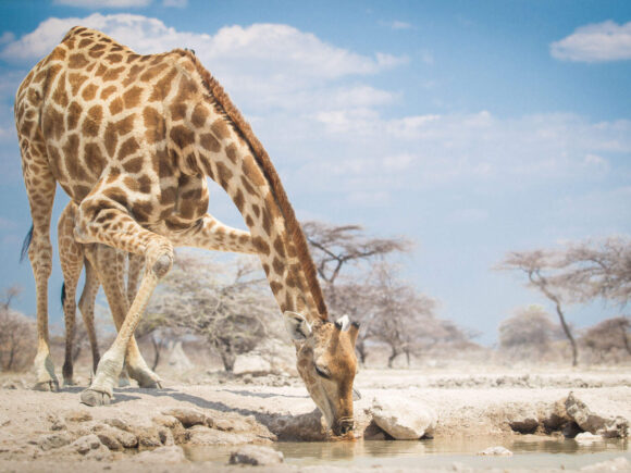 Where to Go in Africa to See Giraffes