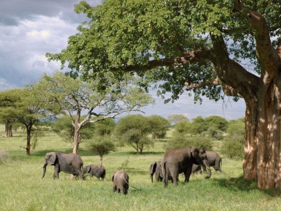 Where to Go in Tanzania in October