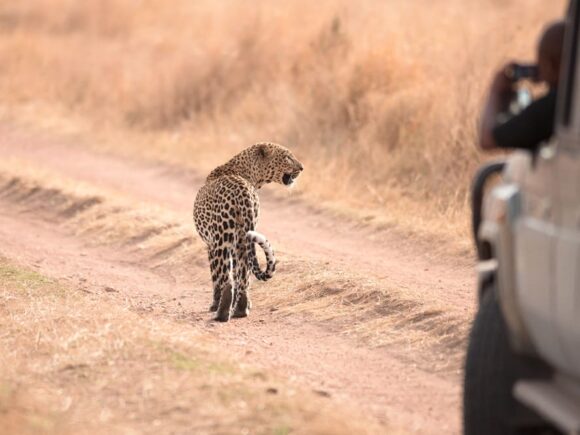 Where to Go in Tanzania to See Leopards