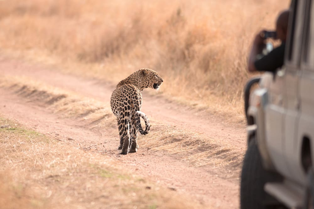 Where to Go in Tanzania to See Leopards