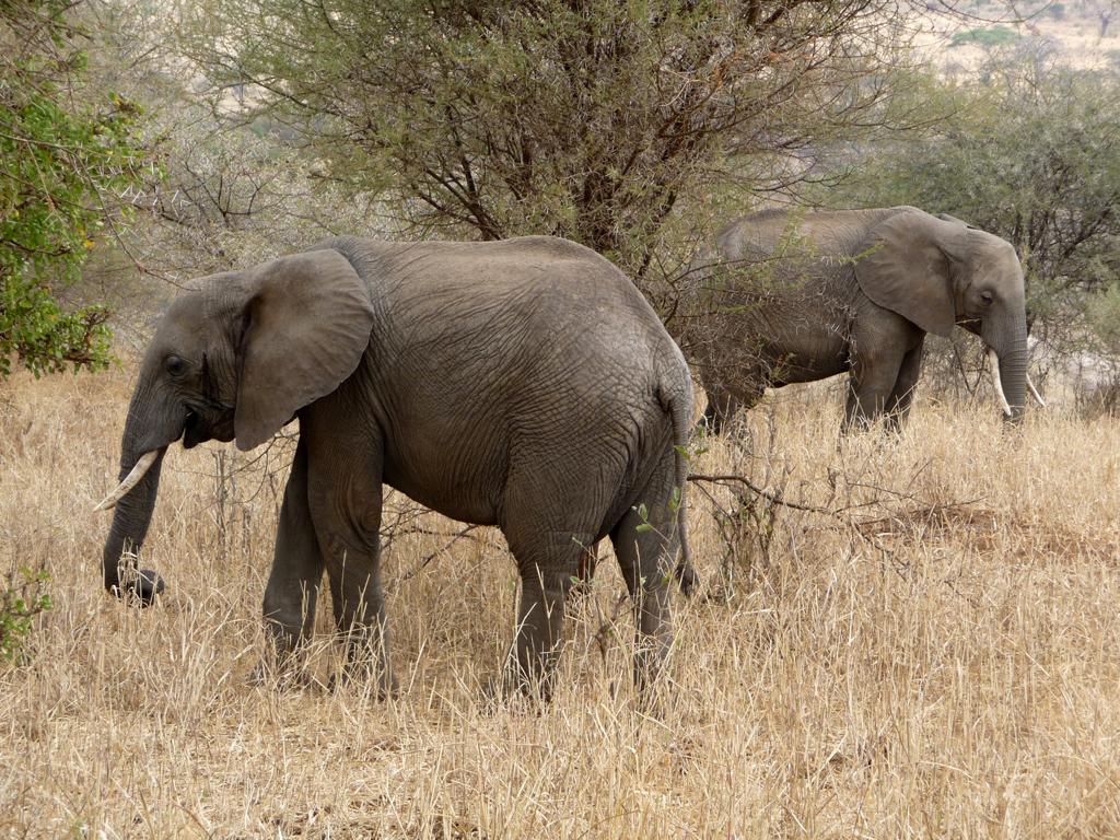 Where to See Elephants in Tanzania