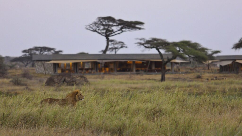 Where to See Lions in Tanzania