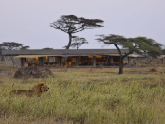 Where to See Lions in Tanzania