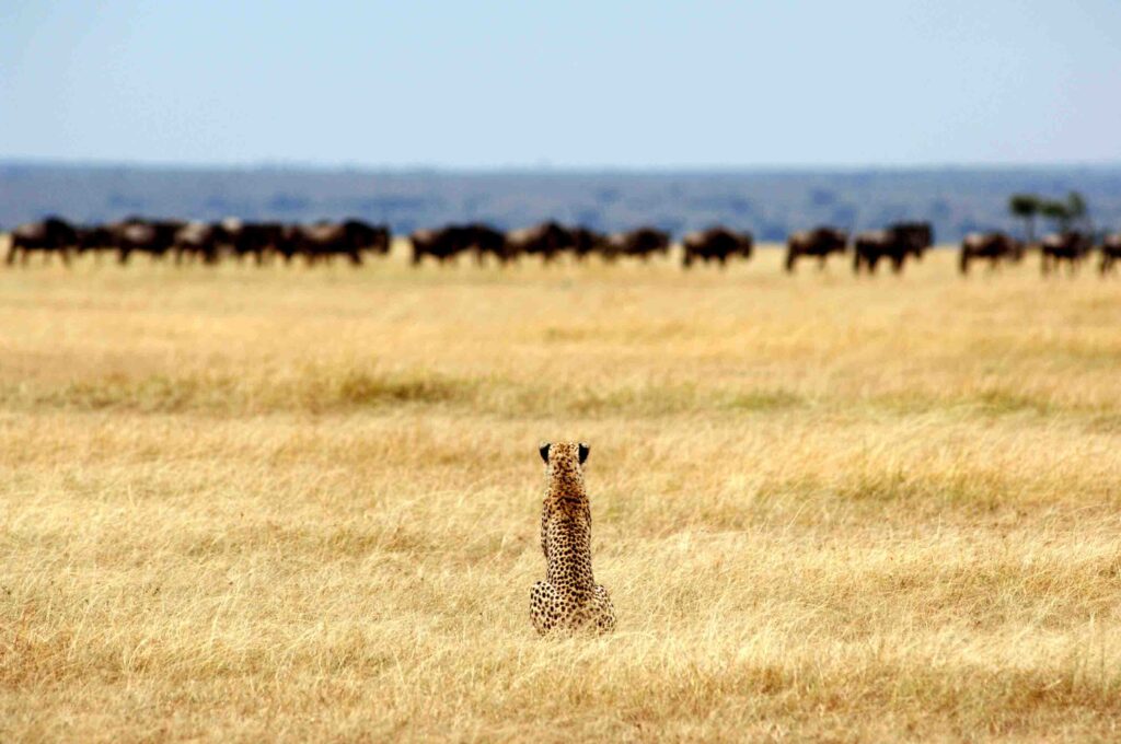 Where to See the Big Five in Tanzania: Serengeti vs Ngorongoro vs Tarangire