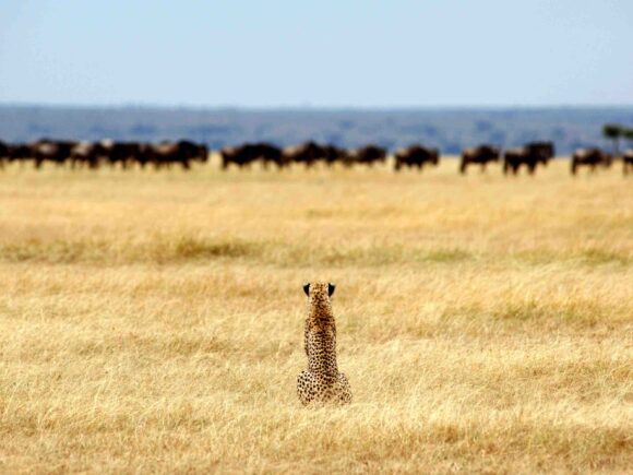 Where to See the Big Five in Tanzania: Serengeti vs Ngorongoro vs Tarangire