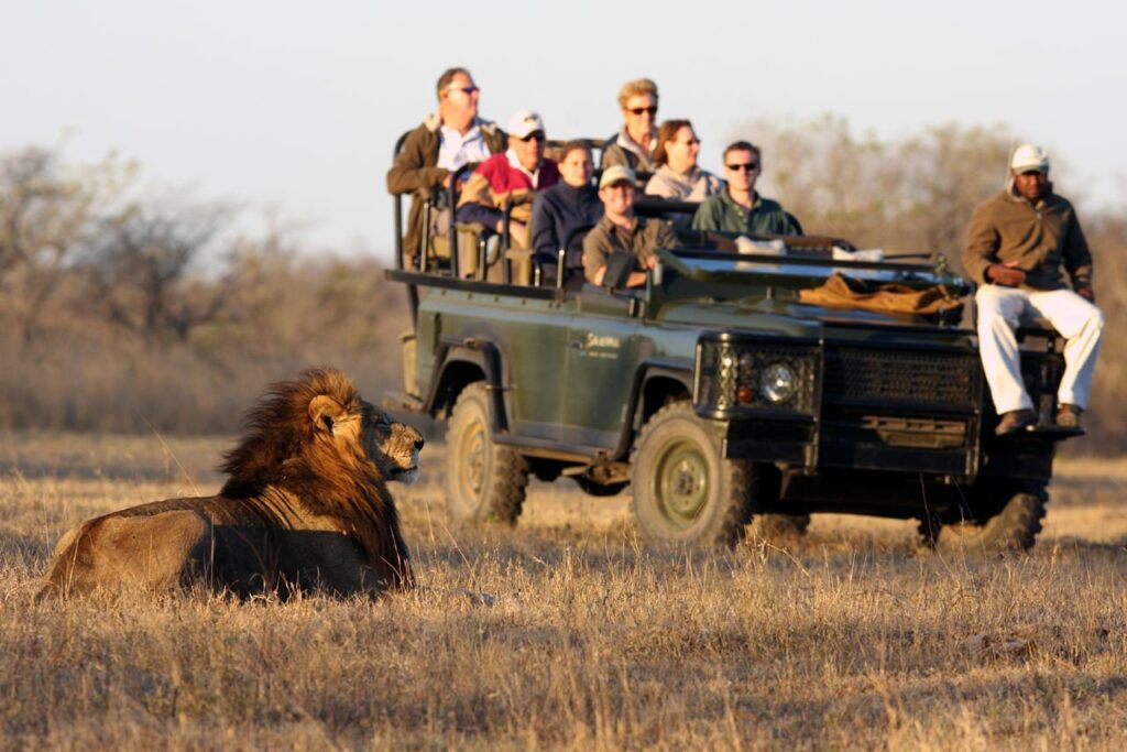 Why Lions Do Not Attack Tourists While On Jeep