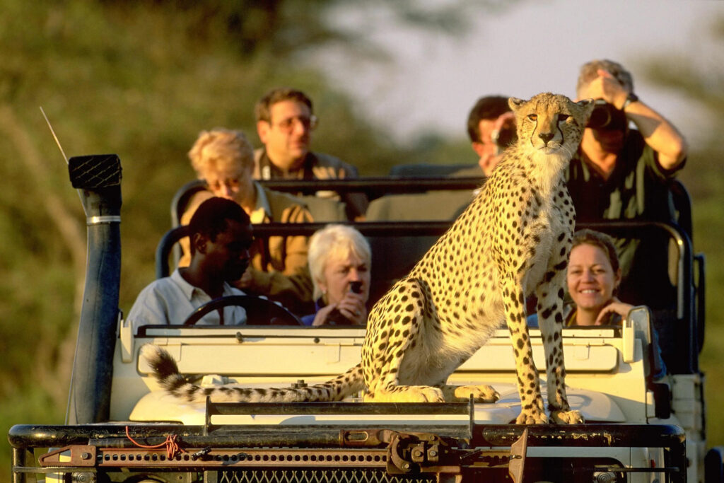 Safari High vs Low Season: When is the Best Time to See Animals in Tanzania?