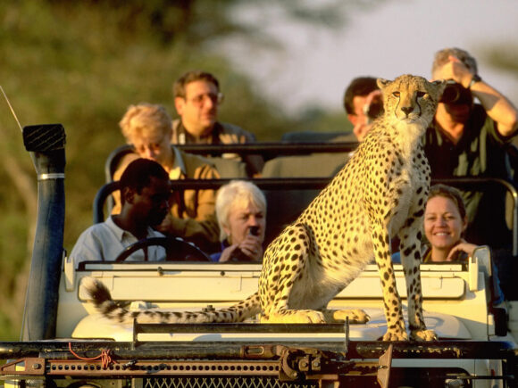 Safari High vs Low Season: When is the Best Time to See Animals in Tanzania?