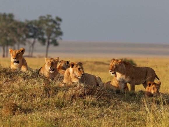 Kruger National Park vs Masai Mara vs Serengeti: Which is Best for Safari?
