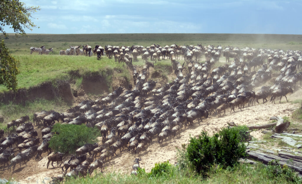 3-Day Great Migration Highlights