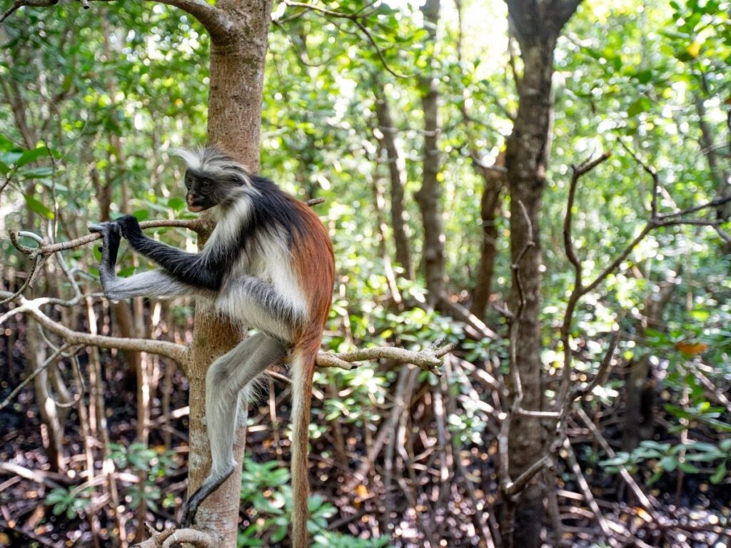 Jozani Forest – Half Day