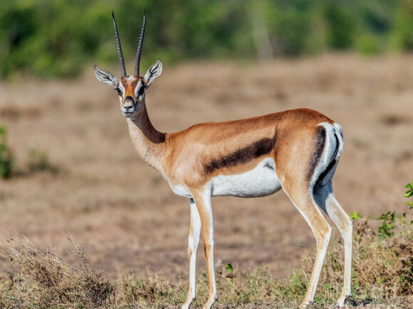 Gazelle Vs. Antelope