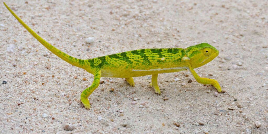 5 Faszinierende Fakten über das Klappenhals-Chamäleon