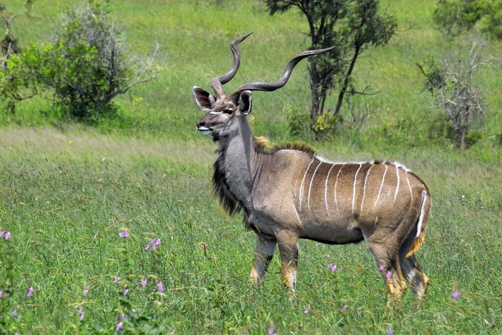 5 Faszinierende Fakten über den Großen Kudu (Tragelaphus Strepsiceros)