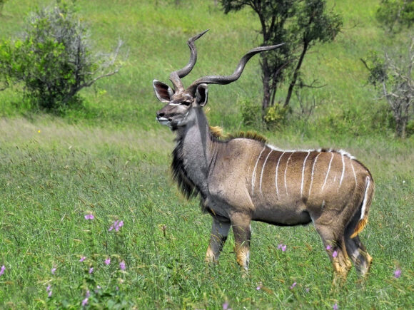 5 Faszinierende Fakten über den Großen Kudu (Tragelaphus Strepsiceros)