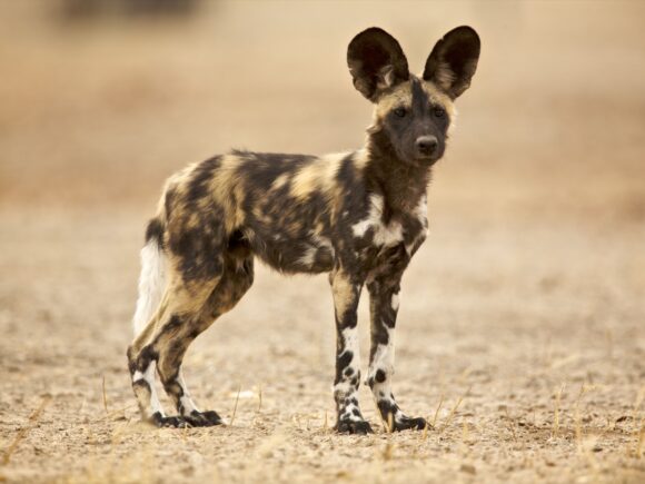 5 Faszinierende Fakten über den Afrikanischen Wildhund (Lycaon pictus)