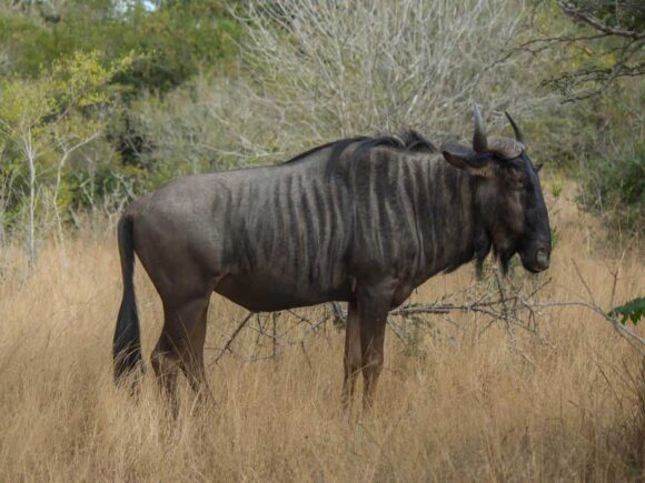 5 Faszinierende Fakten über das Streifengnu (Blue Wildebeest)
