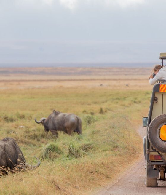 Barrierefreie Safaris