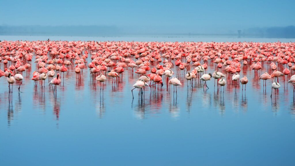 5 Faszinierende Fakten über Flamingos