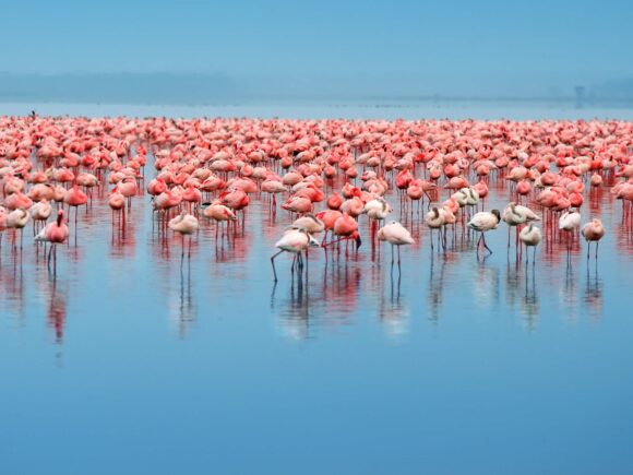 5 Faszinierende Fakten über Flamingos