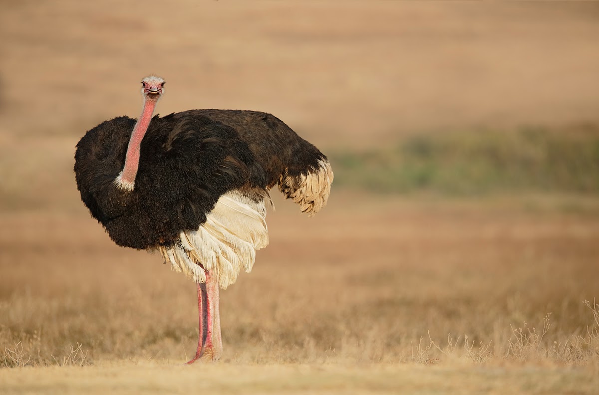 5-Day Ndutu Calving & Ngorongoro Safari