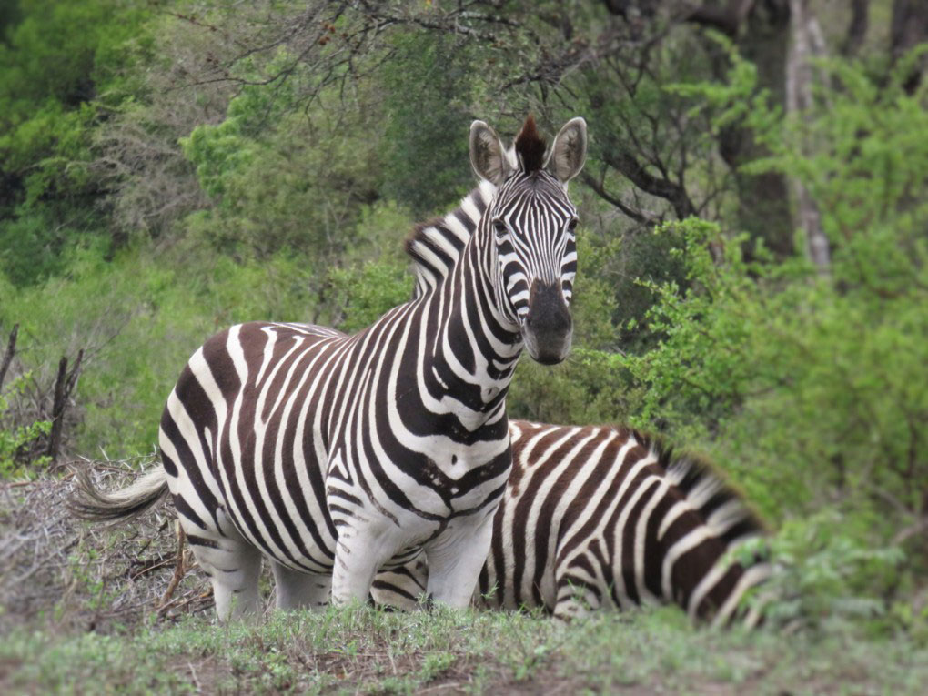 5 Faszinierende Fakten über das Steppenzebra