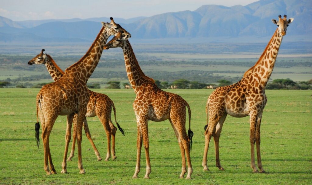 5 Faszinierende Fakten über die Giraffe