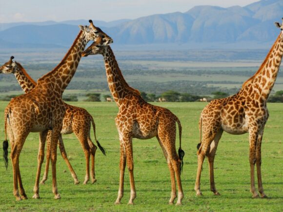 5 Faszinierende Fakten über die Giraffe