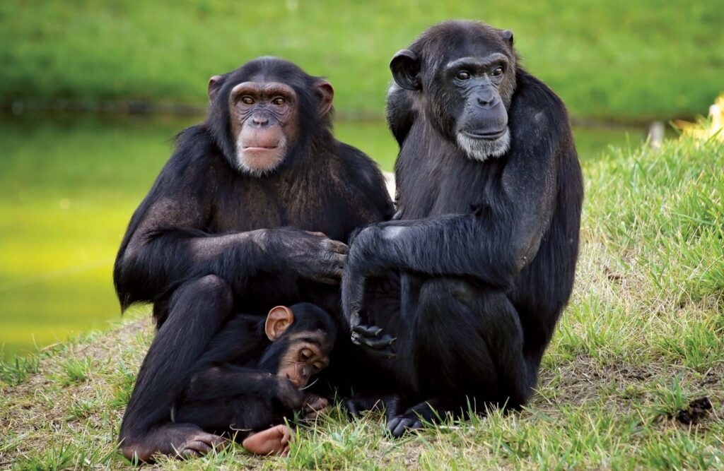 5 Faszinierende Fakten über den Gemeinen Schimpansen
