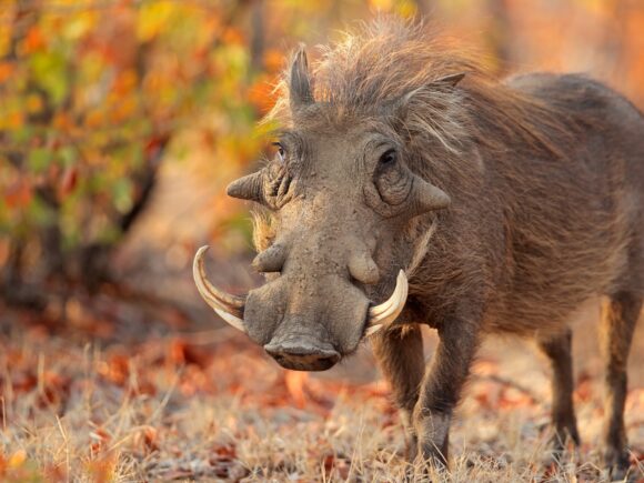 5 Faszinierende Fakten über das Unglaubliche Warzenschwein
