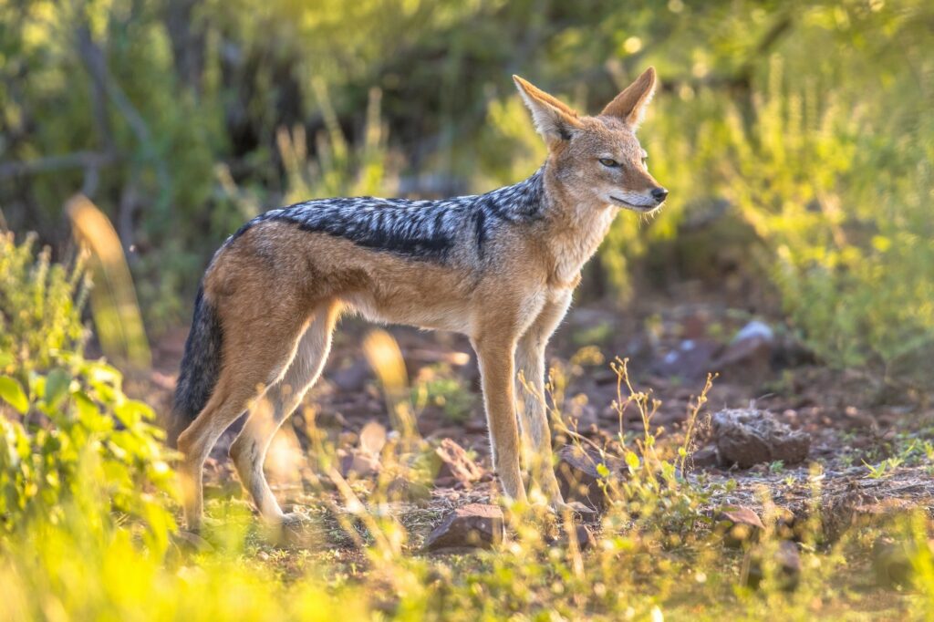 5 Faszinierende Fakten über den Schabrackenschakal