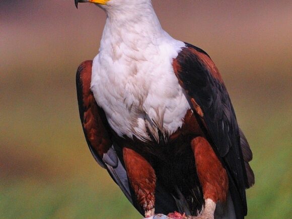 5 Faszinierende Fakten über den Afrikanischen Schreiseeadler