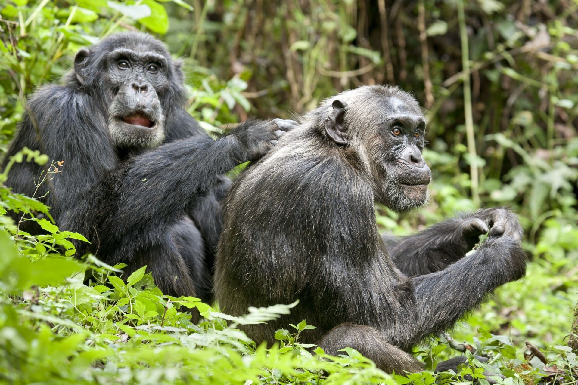 Lake Tanganyika Adventure