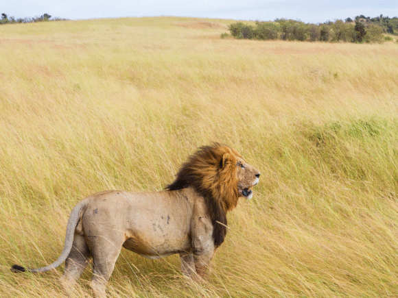 Wie das Ruaha Carnivore Project die Löwen in Tansania rettet
