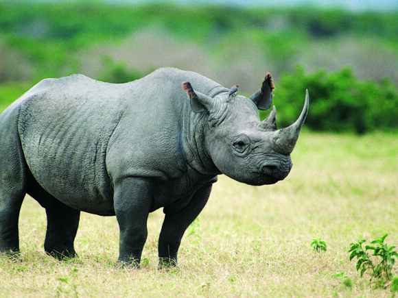 5 Faszinierende Fakten über das Schwarze Nashorn