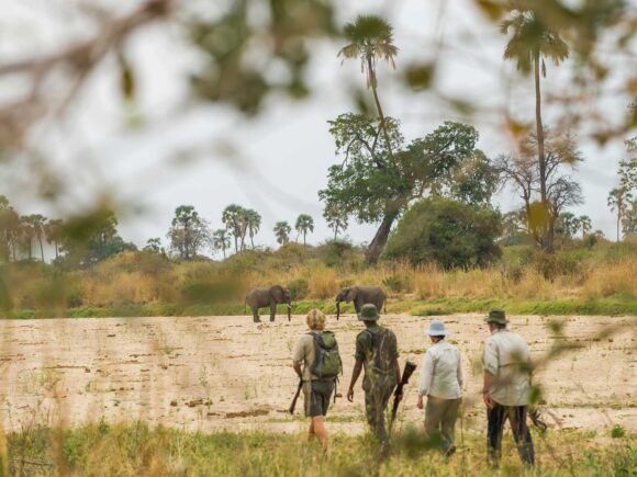 Die besten Southern Circuit Safaris in Tansania