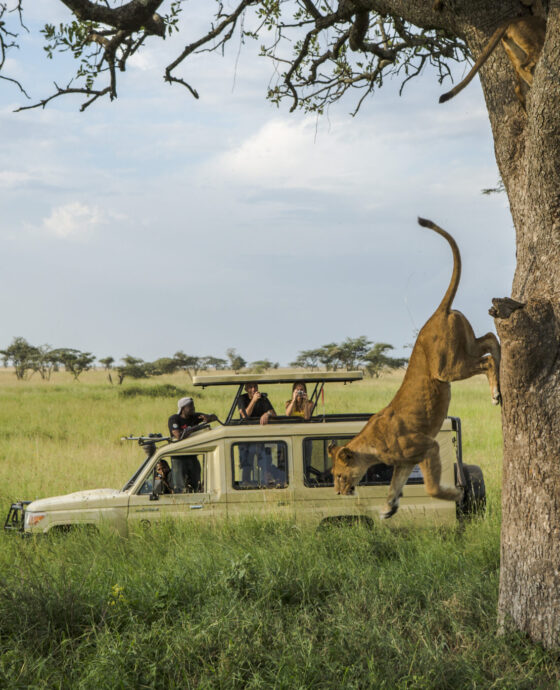 10 Dinge, die Sie auf einer Safari in Tansania erwarten können