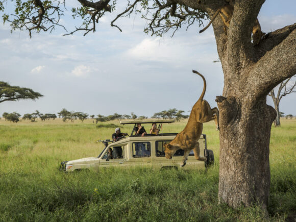 10 Dinge, die Sie auf einer Safari in Tansania erwarten können