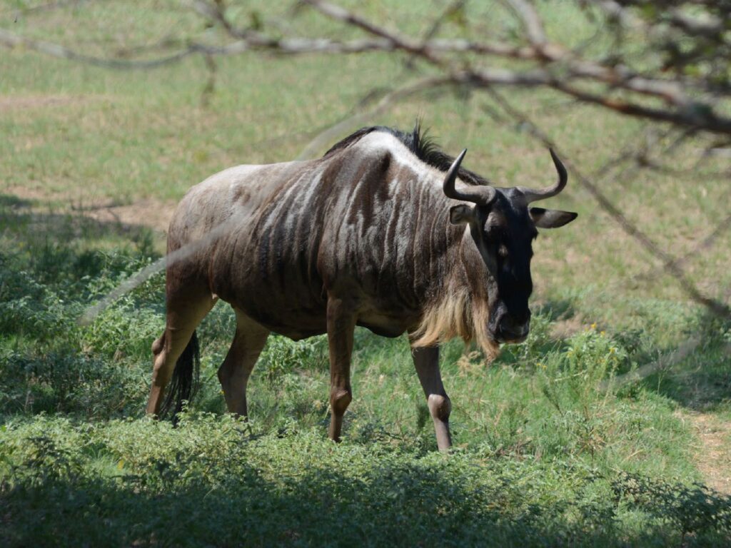 5-Day Tanzania Best Safari Tour by Sassabi Expeditions