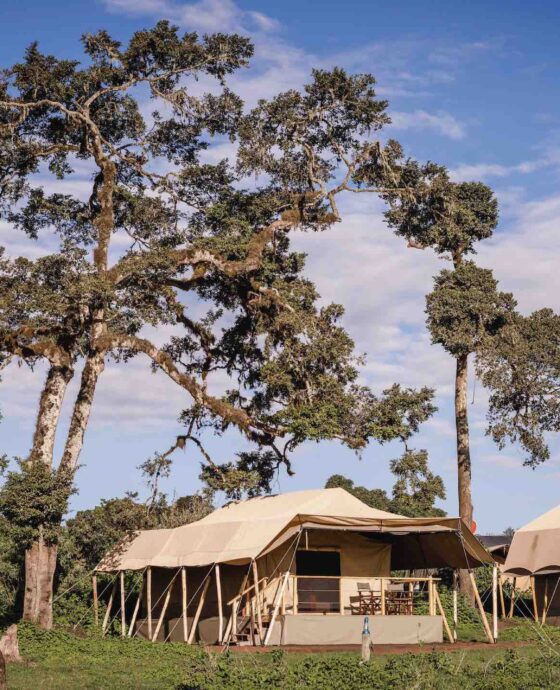 Tanzania Safari Packages – Value for Money