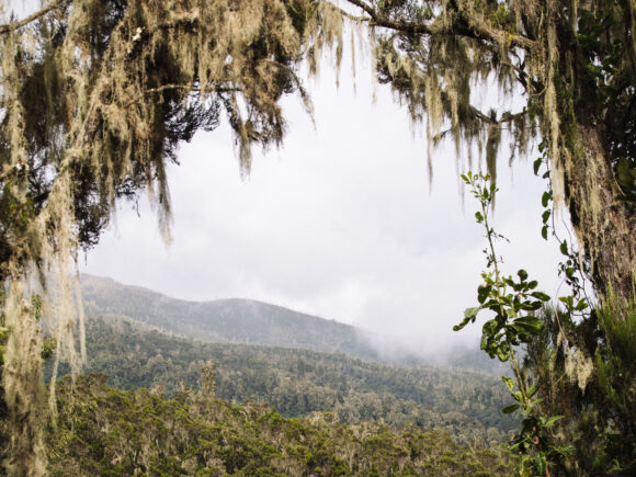 Welcome to Kilimanjaro’s Rainforest