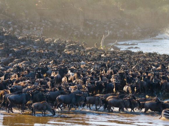 Africa Wildebeest Migration 2025 Tracker